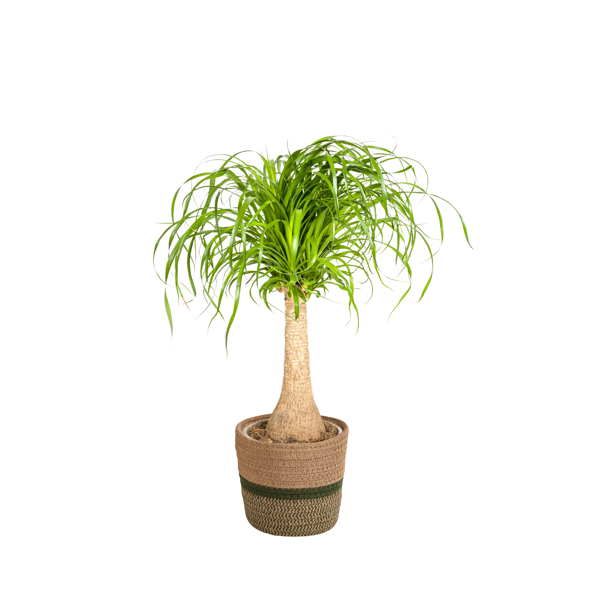 Beaucarnea Recurvata stam met mand