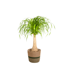 Beaucarnea Recurvata stam met mand