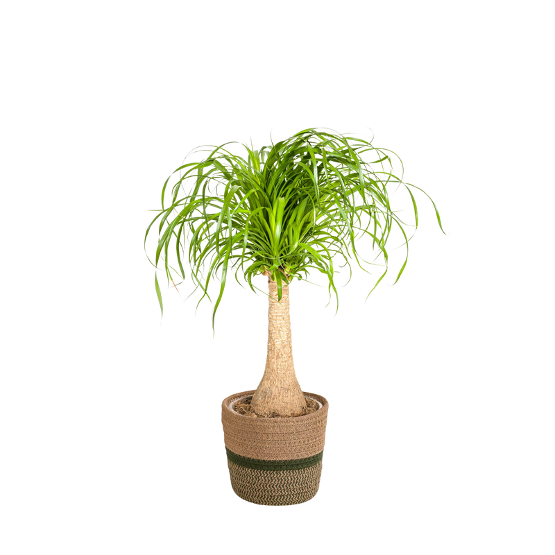 Beaucarnea Recurvata stam met mand