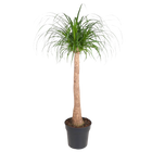 Beaucarnea stam