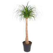 Beaucarnea stam