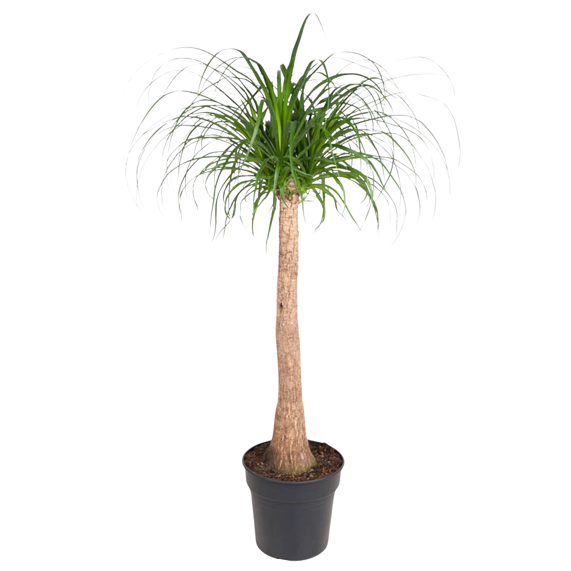 Beaucarnea stam
