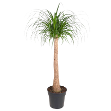 Beaucarnea stam