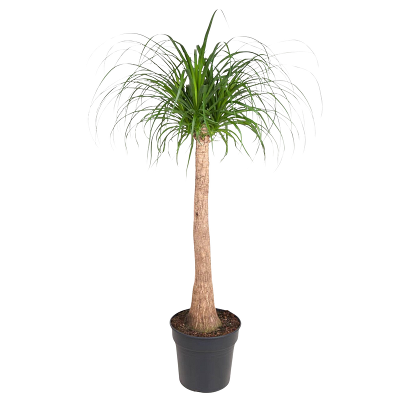 Beaucarnea stam