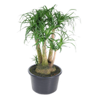 Beaucarnea vertakt