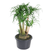 Beaucarnea vertakt