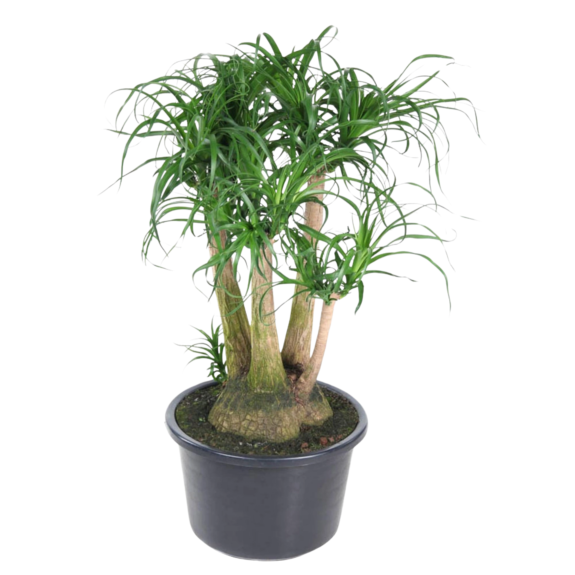 Beaucarnea vertakt
