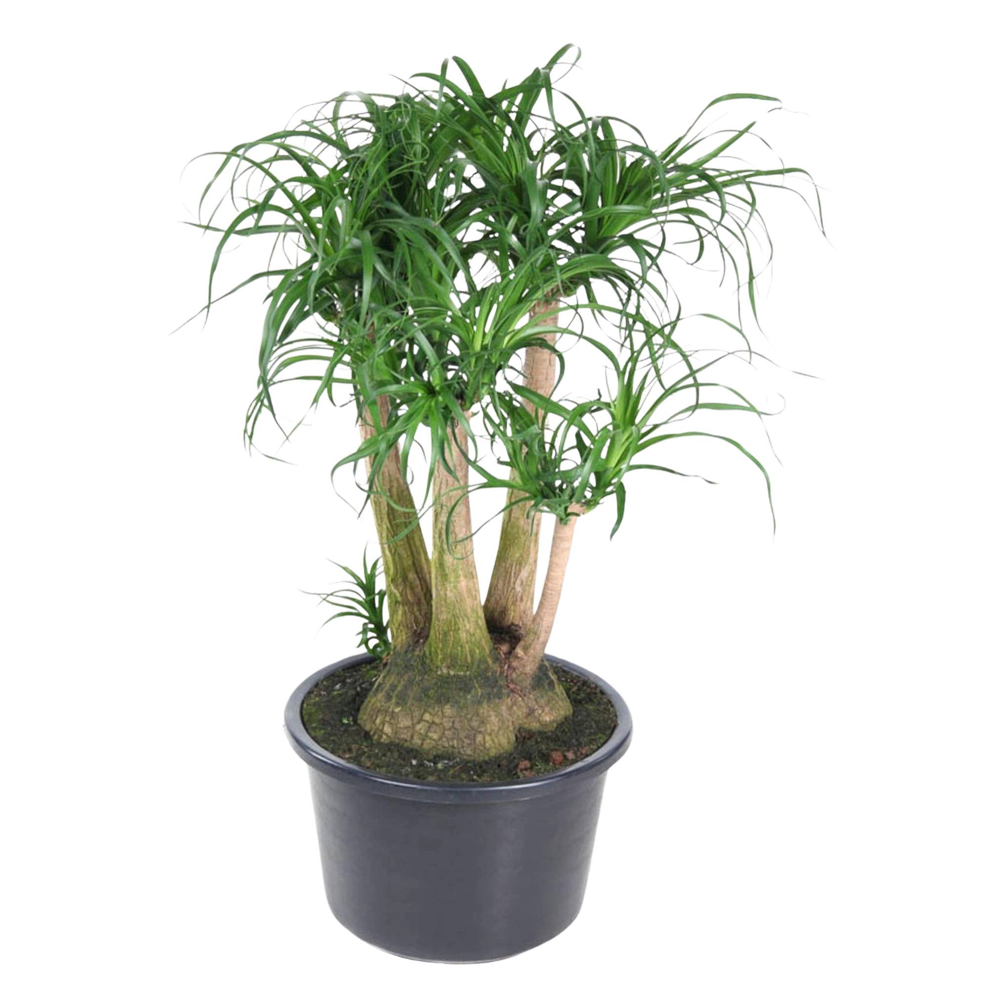 Beaucarnea vertakt