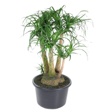 Beaucarnea vertakt