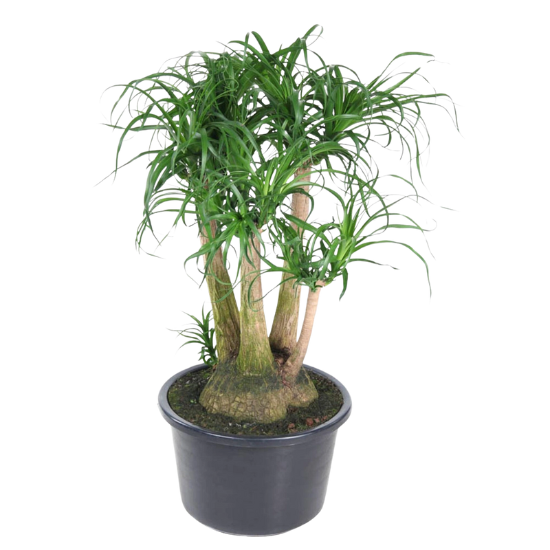 Beaucarnea vertakt