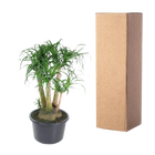 Beaucarnea vertakt