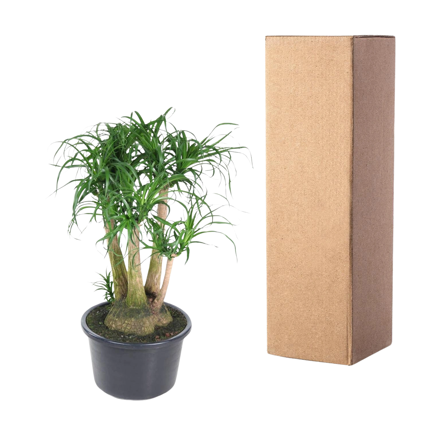 Beaucarnea vertakt