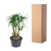 Beaucarnea vertakt