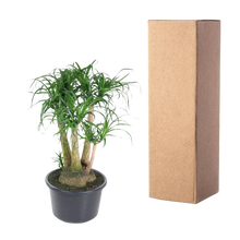 Beaucarnea vertakt