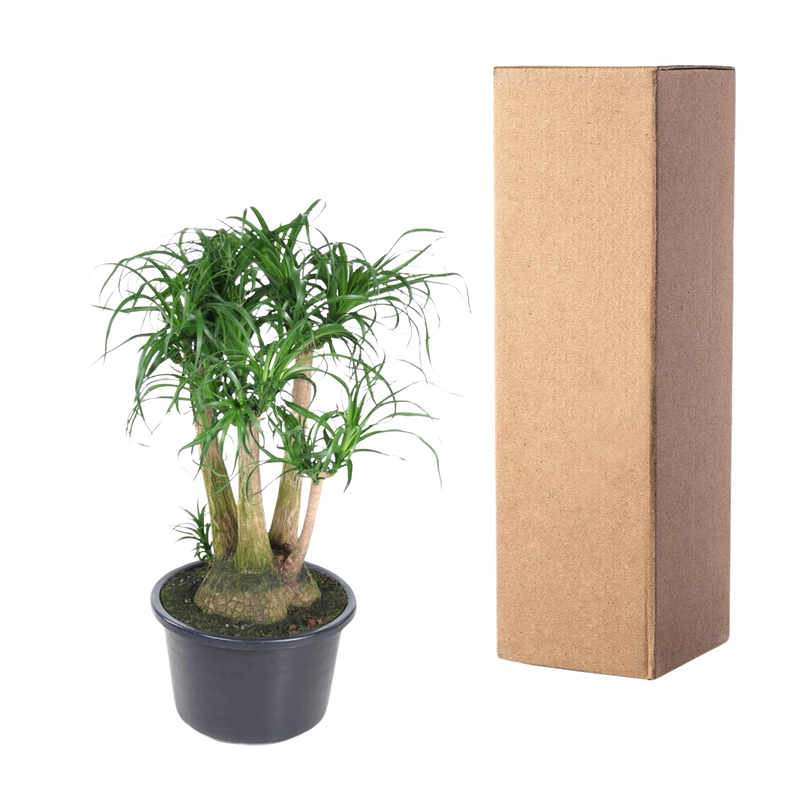 Beaucarnea vertakt