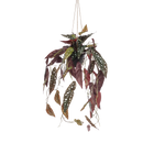 Begonia Maculata Kunstplant (Stippenbegonia) Everspring