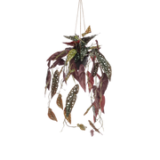 Begonia Maculata Kunstplant (Stippenbegonia) Everspring