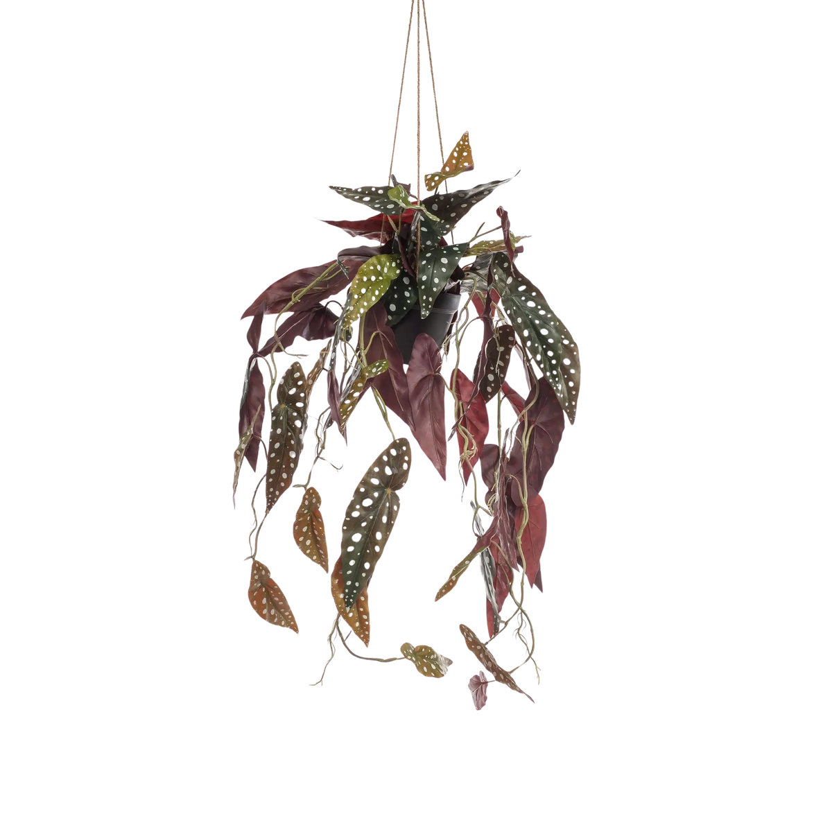 Begonia Maculata Kunstplant (Stippenbegonia) Everspring