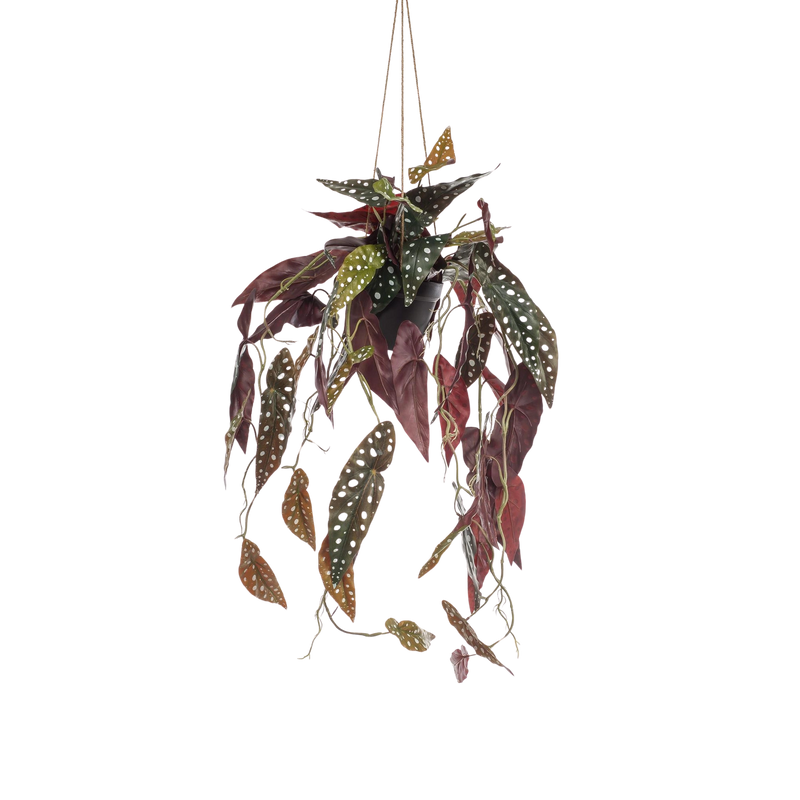 Begonia Maculata Kunstplant (Stippenbegonia)
