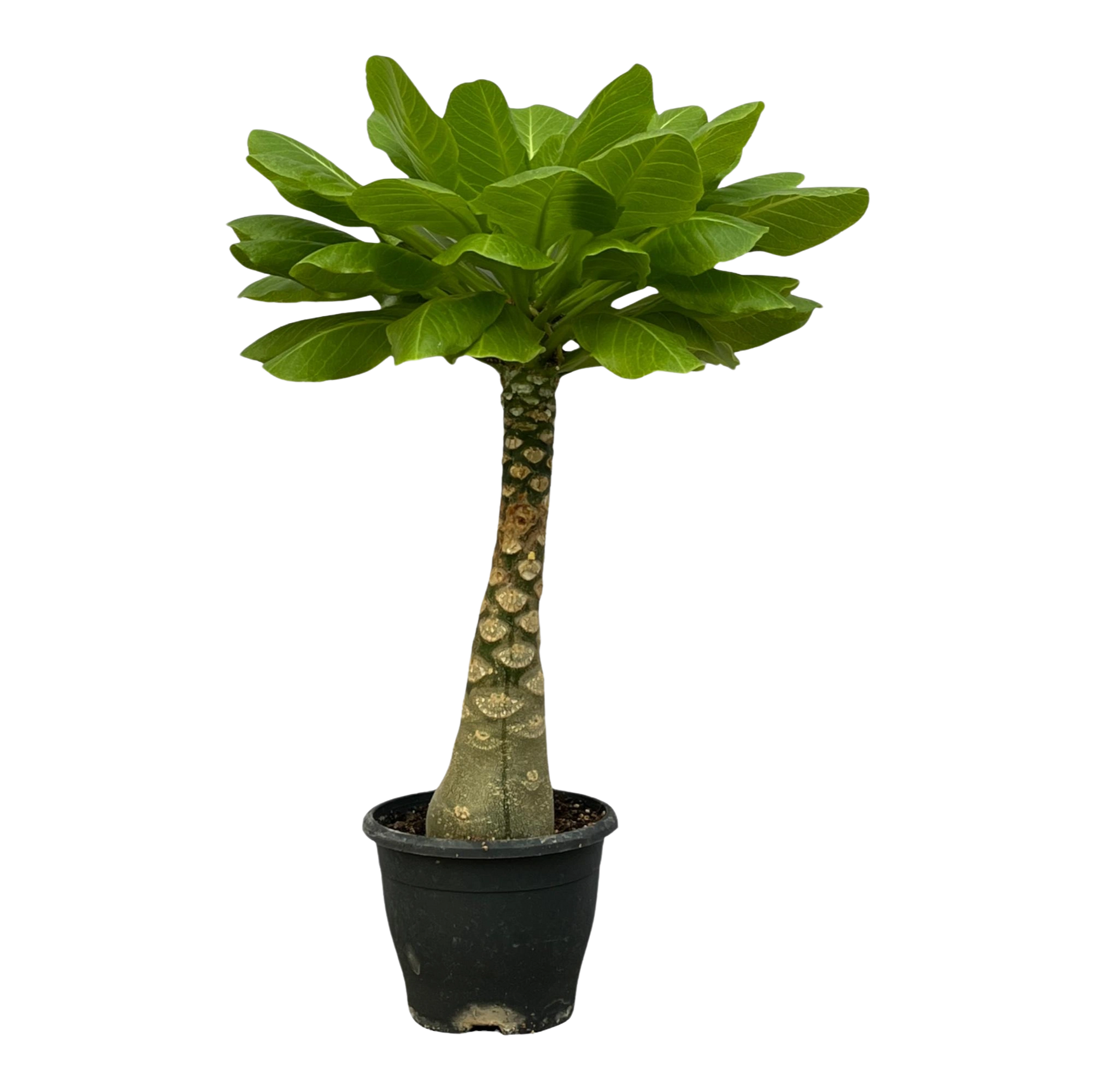 Birghamia Insignis
