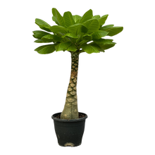Birghamia Insignis