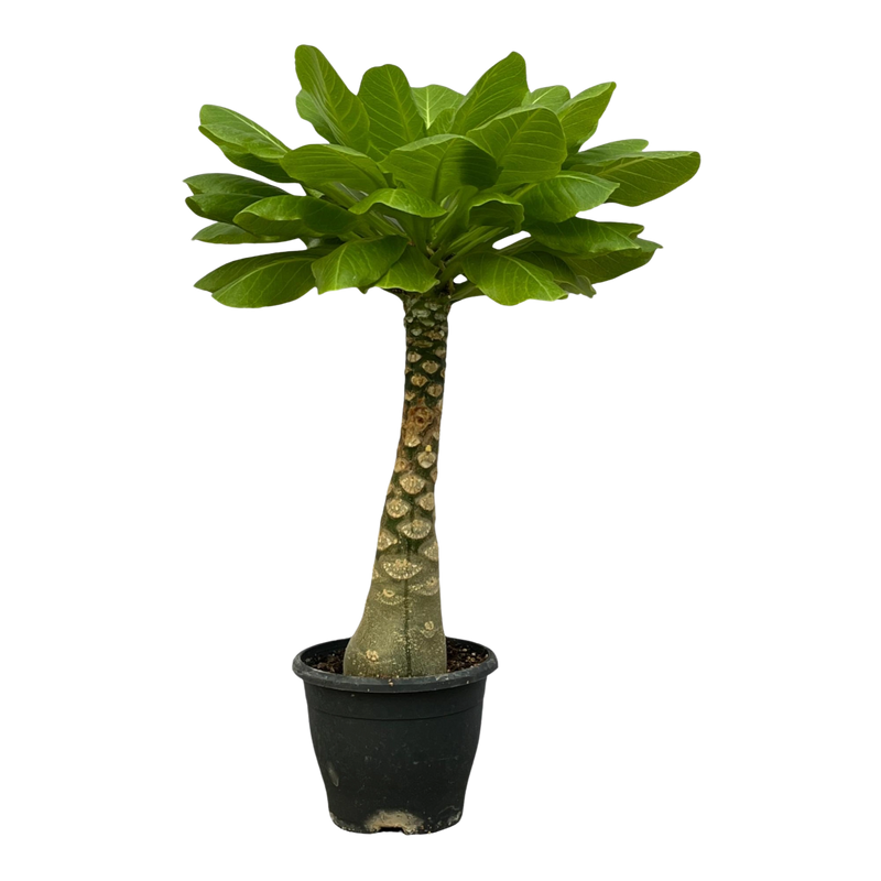 Birghamia Insignis
