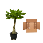 Birghamia Insignis