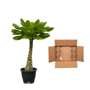 Birghamia Insignis Everspring