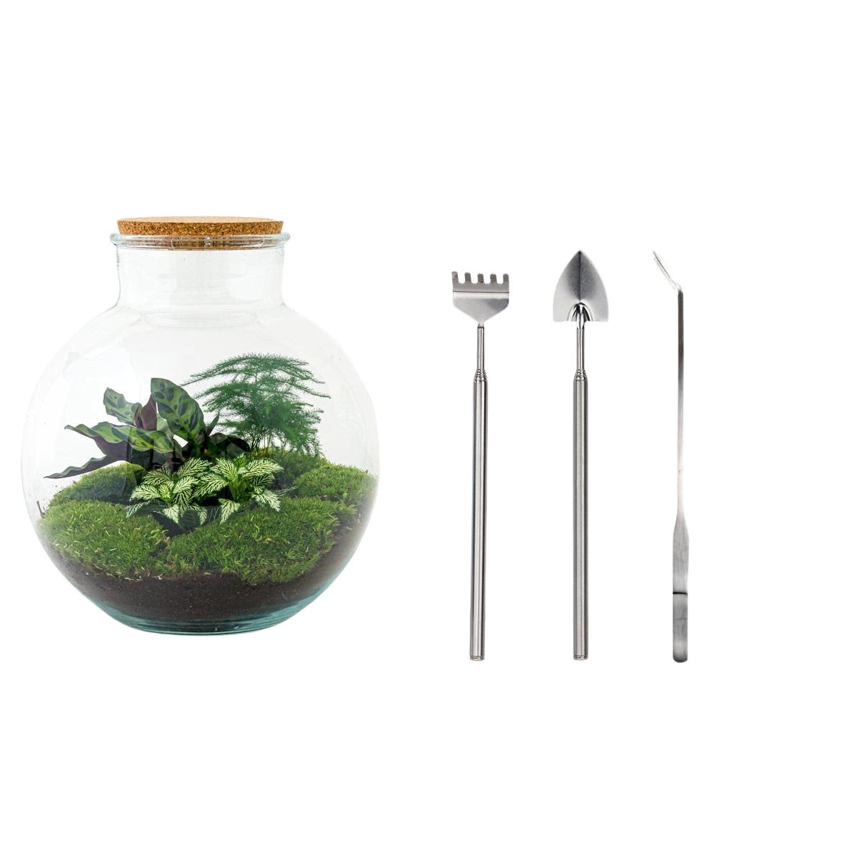 Bolder Bob Terrarium