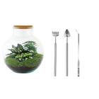 Bolder Bob Terrarium