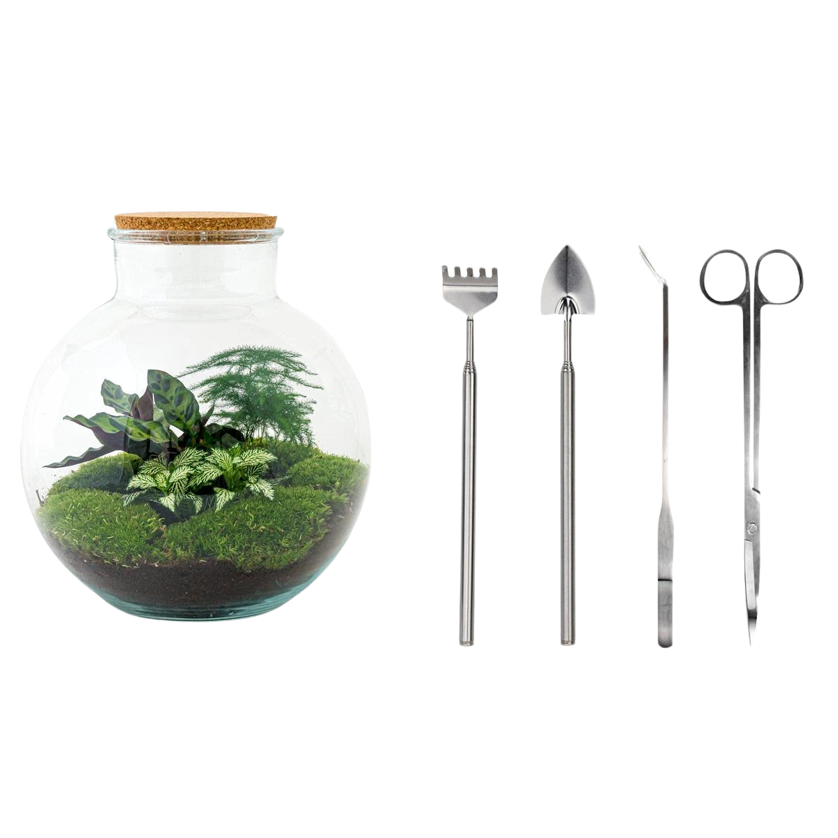 Bolder Bob Terrarium