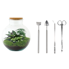 Bolder Bob Terrarium
