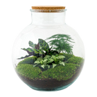 Bolder Bob Terrarium
