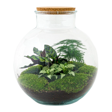Bolder Bob Terrarium