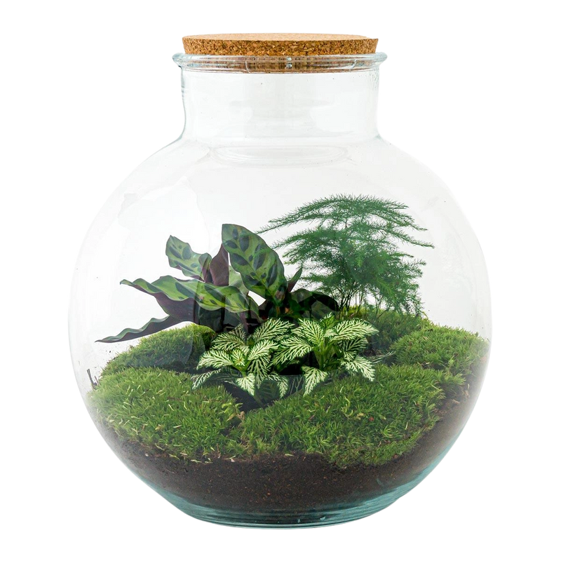 Bolder Bob Terrarium