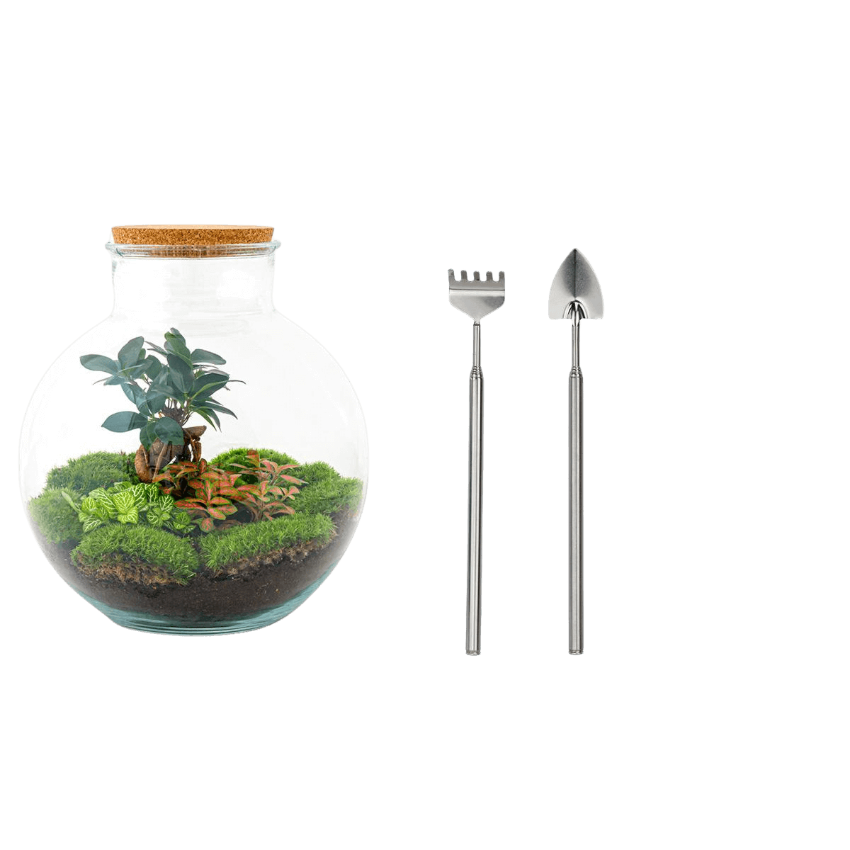 Bolder Bob Bonsai Terrarium