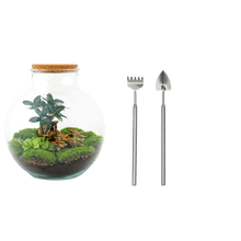 Bolder Bob Bonsai Terrarium