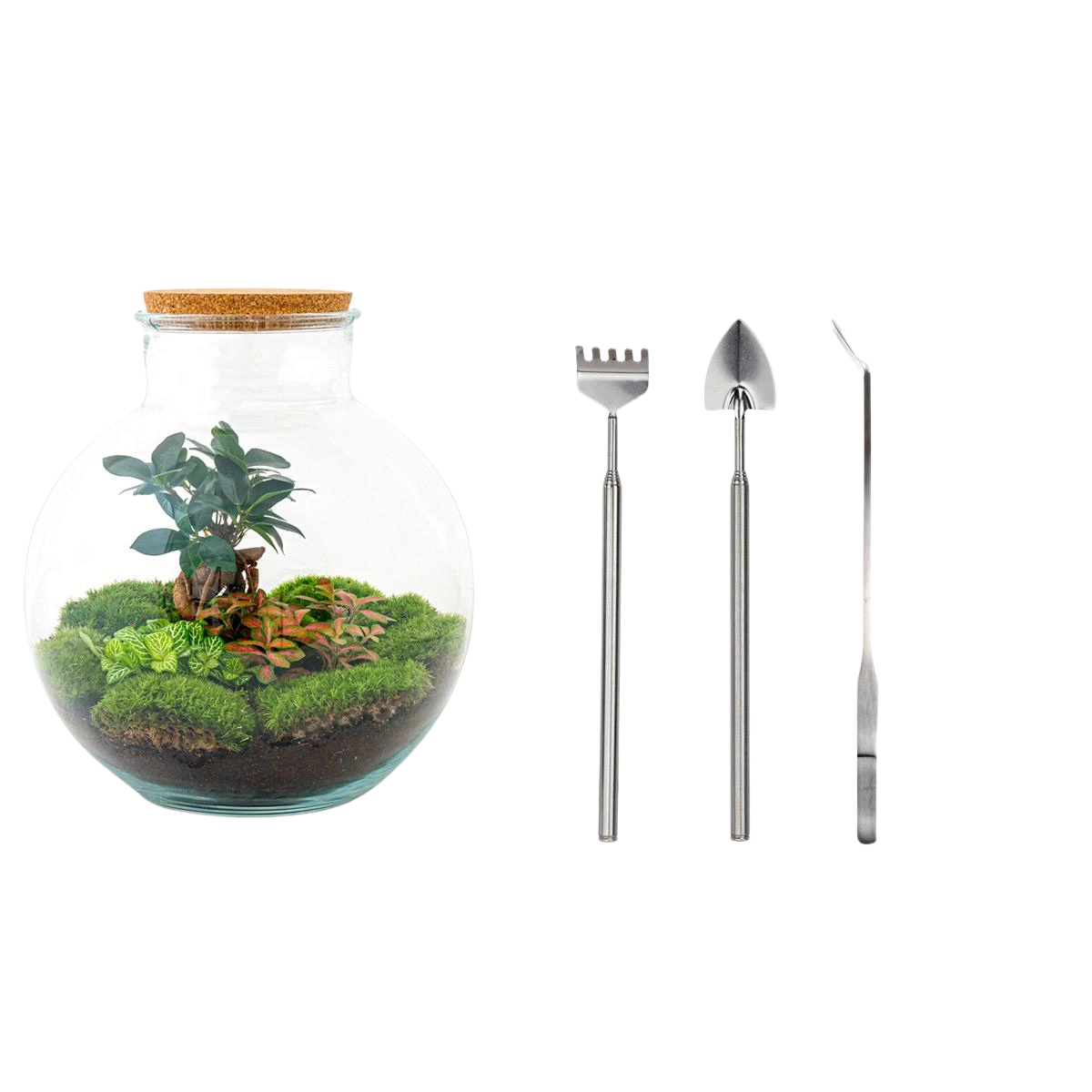 Bolder Bob Bonsai Terrarium