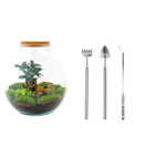 Bolder Bob Bonsai Terrarium