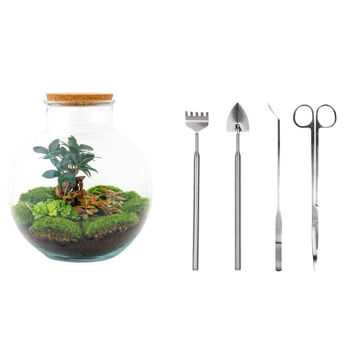 Bolder Bob Bonsai Terrarium