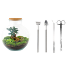 Bolder Bob Bonsai Terrarium