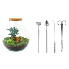 Bolder Bob Bonsai Terrarium