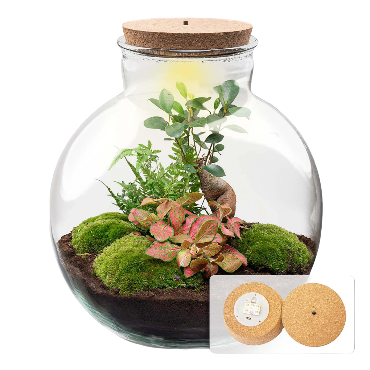 Bolder Bob Bonsai Terrarium
