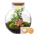 Bolder Bob Bonsai Terrarium
