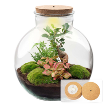 Bolder Bob Bonsai Terrarium