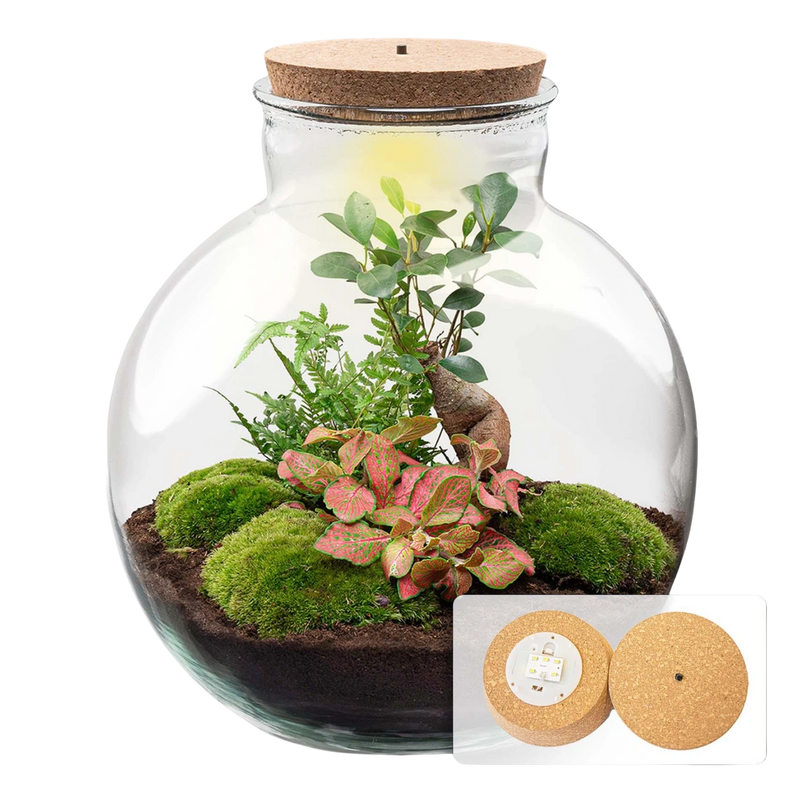 Bolder Bob Bonsai Terrarium