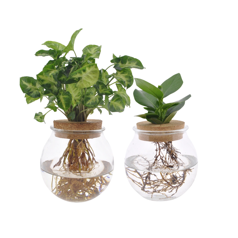 Bolglas Duo Clusia & Syngonium Green