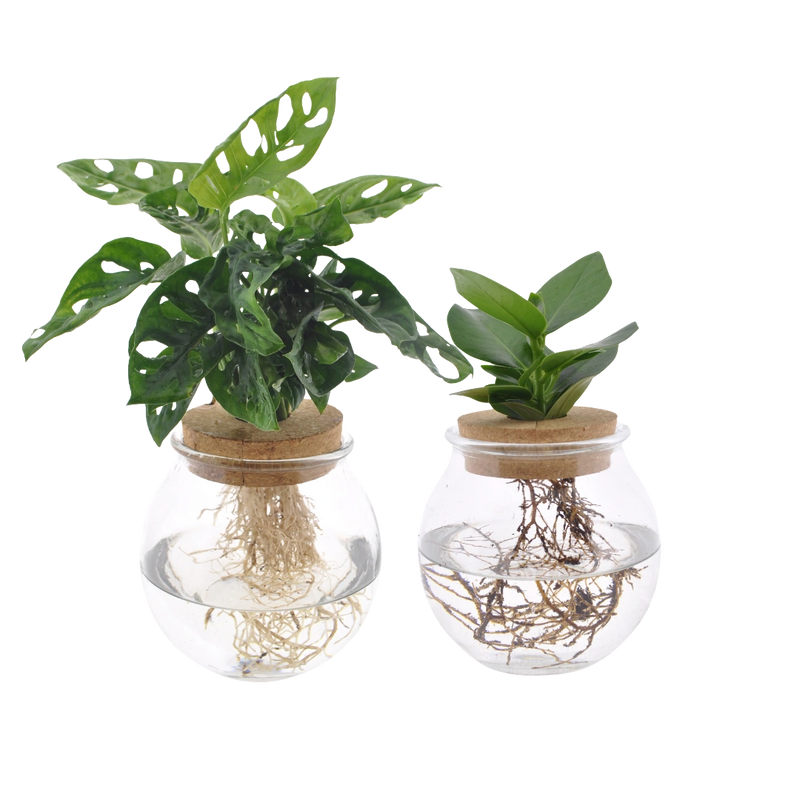 Bolglas Duo Monstera Adansonii & Clusia