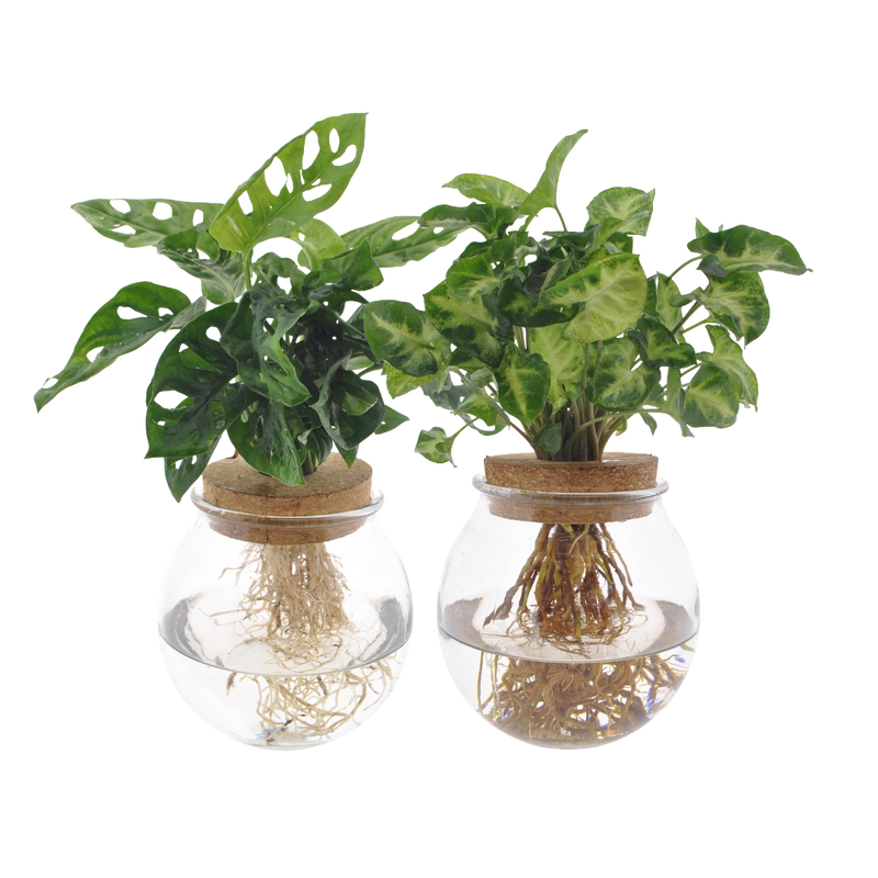 Bolglas Duo Monstera Adansonii & Syngonium Green