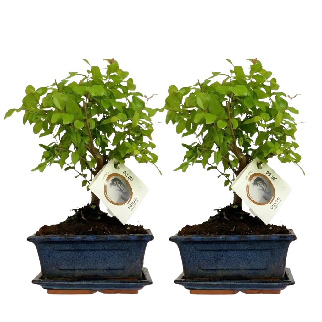 Bonsai Bolvorm Boom – 2 Stuks Everspring